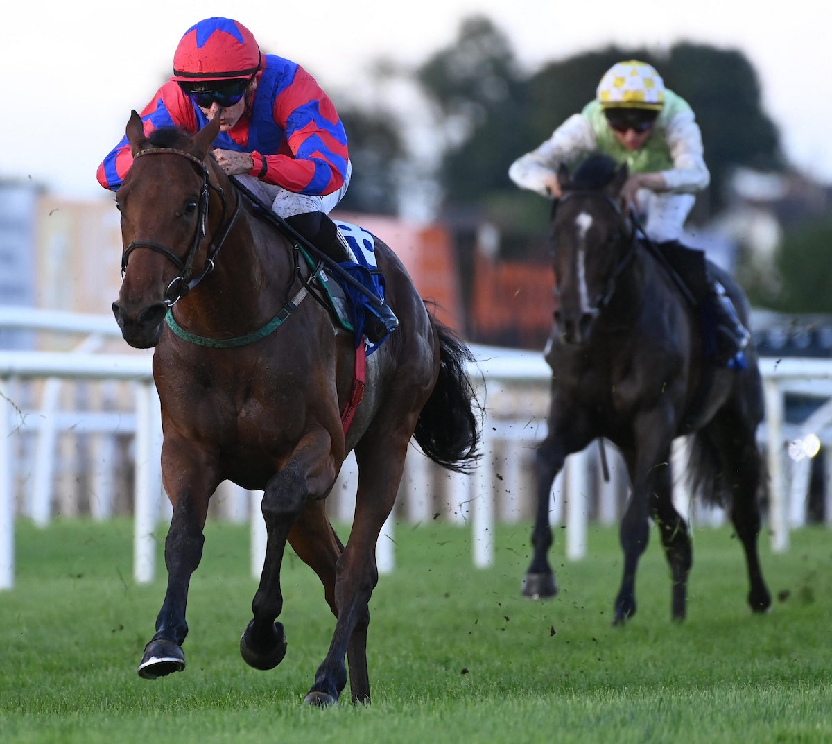 cmcracing_ie's tweet photo. At the end of an exciting week where we saddled our first runner at Royal Ascot, it was brilliant to come home to a winner at @Downroyal this evening 🥇 

Congratulations to the Hard Bet Partnership on a smart performance from Noble Agenda - a winner first time out in a two-year-old maiden under @rmull100

Hopefully this colt by King Of Change has a bright future ✨

#Poweredbybluegrass #ARKequine #Mullingarautos #Mullingarskoda #Alogaequestrian #PEMFtherapiesireland