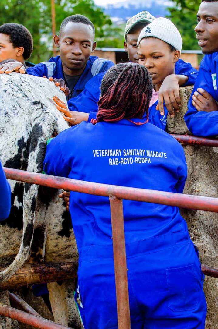 RwandaVets1's tweet photo. 1/3
Today at #RAB_RUBONA,the RCVD Chairperson visited 30 #Veterinary practitioners from #VSM companies who are undergoing training in Bovine Artificial Insemination.
The training was organized under the existing MoU between RCVD-RAB SPIU @IFAD-funded projects through #RDDP II. https://t.co/tK1FhRv7ib