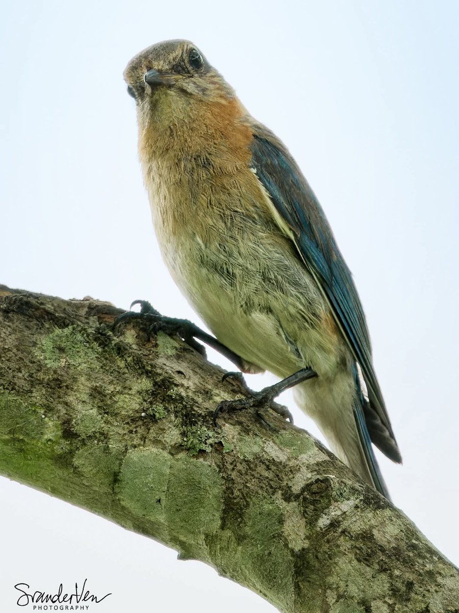 ItakeBirdPics's tweet photo. Eastern Bluebird female in backyard in Houston, Texas, USA. 06/19/2026 #easternbluebird #bluebird #birdphotography #naturephotography https://t.co/LtWrDbZiCY