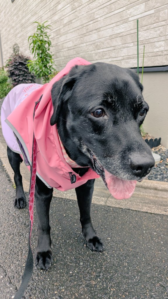Reality80410575's tweet photo. 朝の散歩。
小雨が降ってるのでレインコートなど。 https://t.co/Jl7QZaF1qt