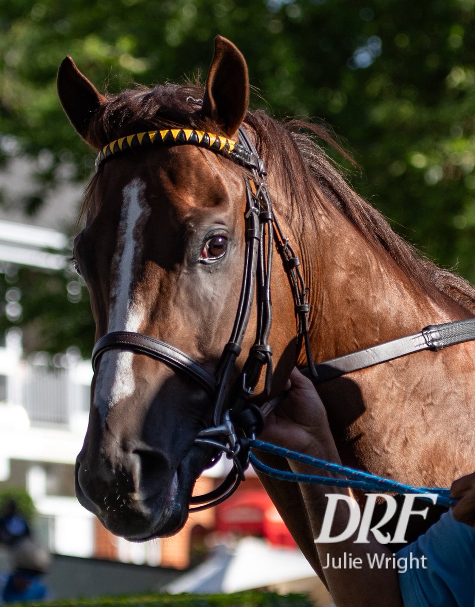 reddogcw's tweet photo. Hey Bacio, nice innocent face but we saw you earlier.
Bacio says shut up I’m fast. #AndProudOfIt
@DailyRacingForm https://t.co/SbW18yelNH