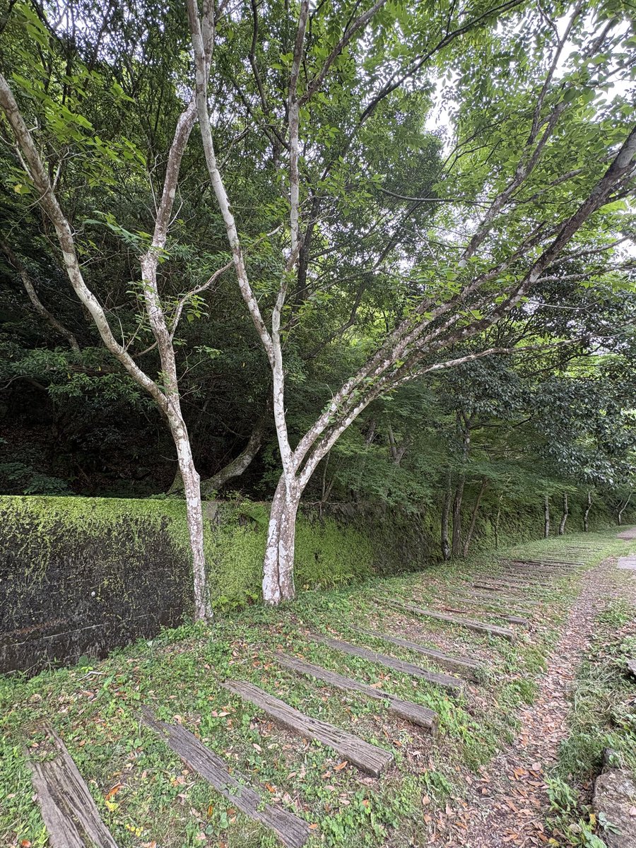 justonestep2025's tweet photo. @Grampa1950 A quiet corner of Japan🌿
The sound of leaves, birds, and nothing else.
Just a peaceful walk through the forest.
📍Takedao Abandoned Railway Trail, Hyogo
#FridayVibes #HappyWeekend #ForestWalk #NatureLovers https://t.co/2ylgJaHv4T