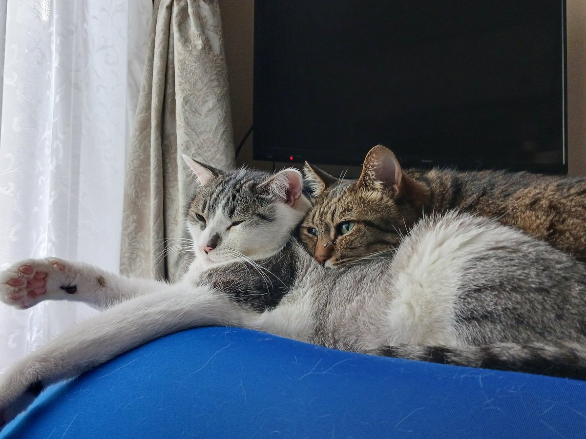 umassi1003's tweet photo. 雨を眺める朝
おはようございます
#猫好きさんとつながりたい
#猫と暮らす幸せ 
#土曜日 https://t.co/iCbrHyg5PE
