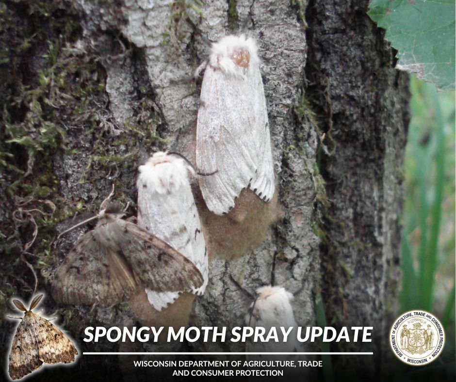 widatcp's tweet photo. Wisconsin’s Spongy Moth Program plans to treat select sites in Grant and Lafayette counties on Monday, June 22, 2026, to reduce the impact and spread of this invasive forest pest. Visit https://t.co/8AQoWOrzN5 to learn more!
#DATCP #ForestPests #SpongyMoth #WisconsinOutdoors https://t.co/qsCboIrDRq