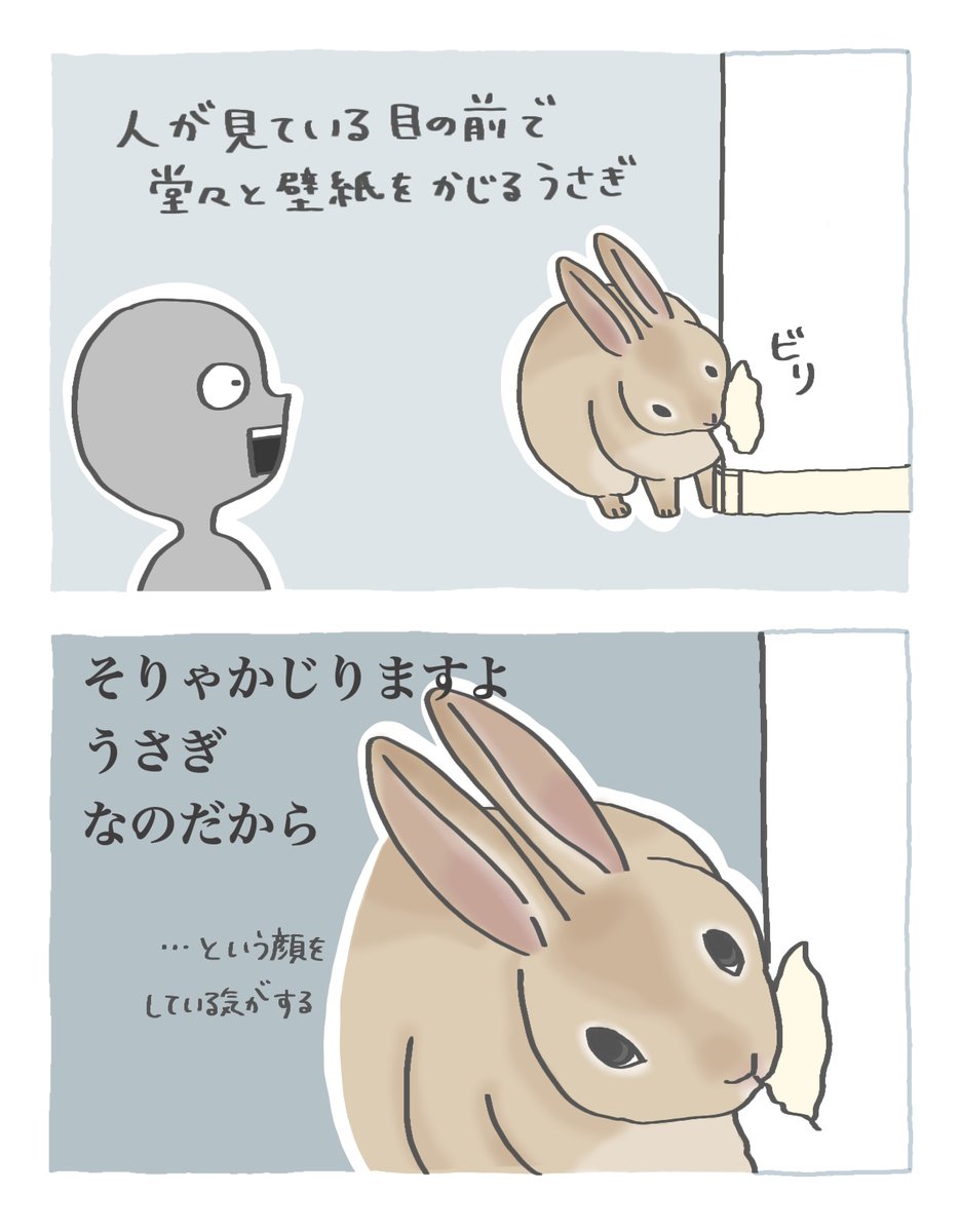 booboousag's tweet photo. 堂々と壁紙をかじるうさぎ https://t.co/RKbGsXwh1Y