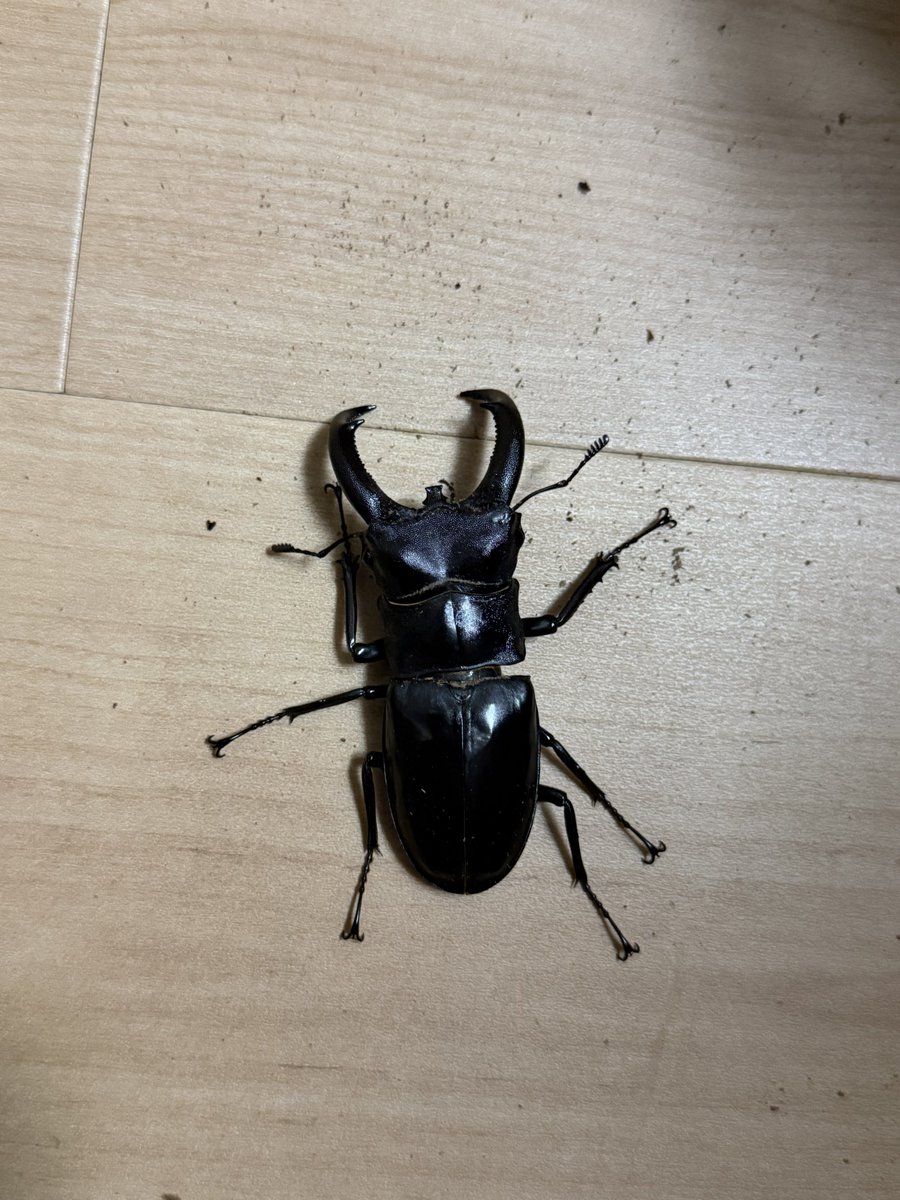 dekatana_yon's tweet photo. ジャワリノケの残りも掘ってみた
81.5
81.5
82.0
82.8
って感じ。雑撮影 https://t.co/j5wxCrlkip