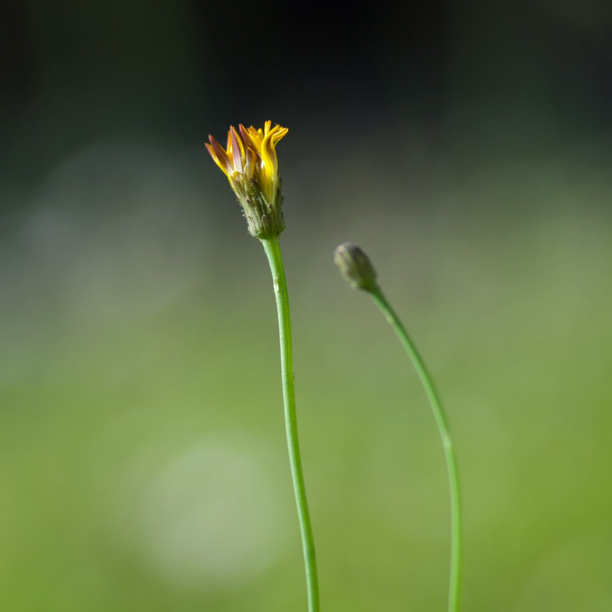 thanosde's tweet photo. Piccoli fiori. Ultimi giorni della primavera o primi giorni dell’estate? 
Small flowers, mid-June. https://t.co/TwKEuvX6Iq