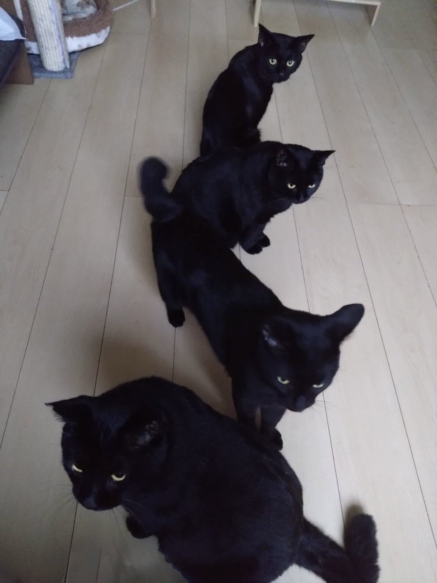 arca20220921's tweet photo. くろねこ渋滞 https://t.co/XO1Bi9nm1T