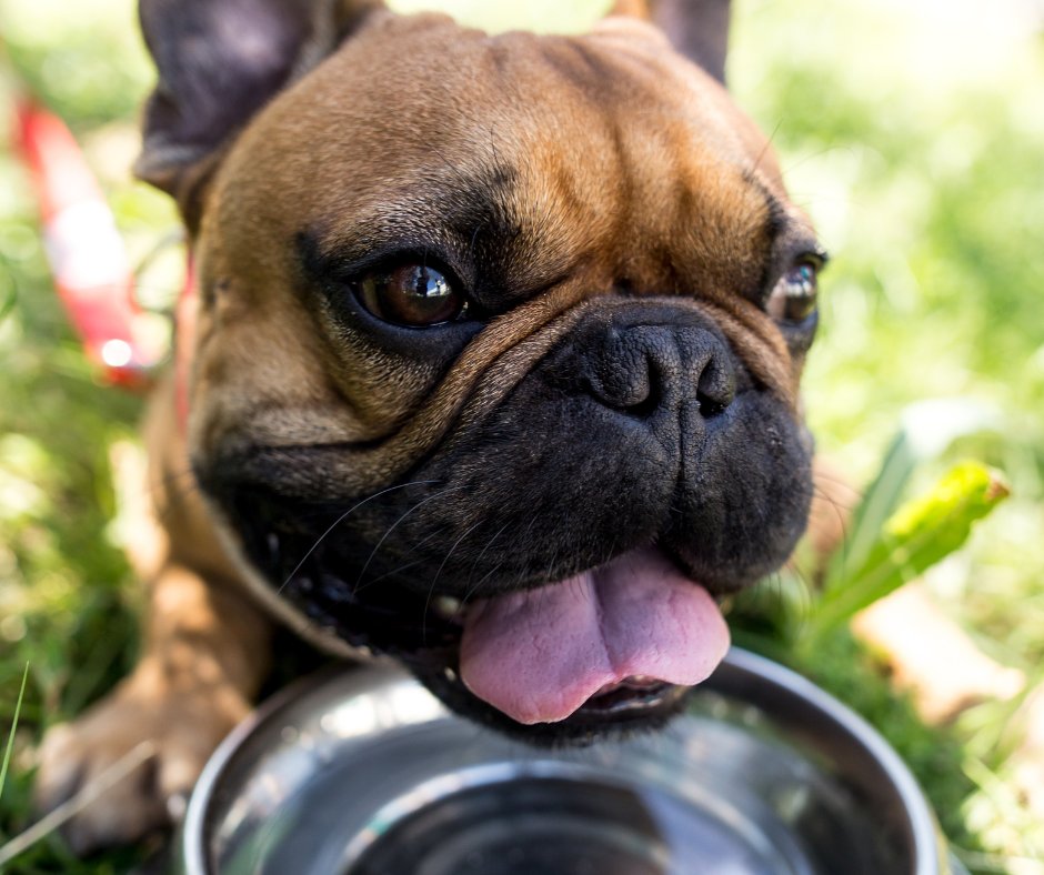 CityofVancouver's tweet photo. Warm weather can be hard on some pets. Help your pet beat the heat - find out which dog parks in #Vancouver have access to water 💦  

The @bcspca has more details on how to keep your pet safe in the summer sun. Learn more: https://t.co/6D05jUId5m https://t.co/7WETskbdiY