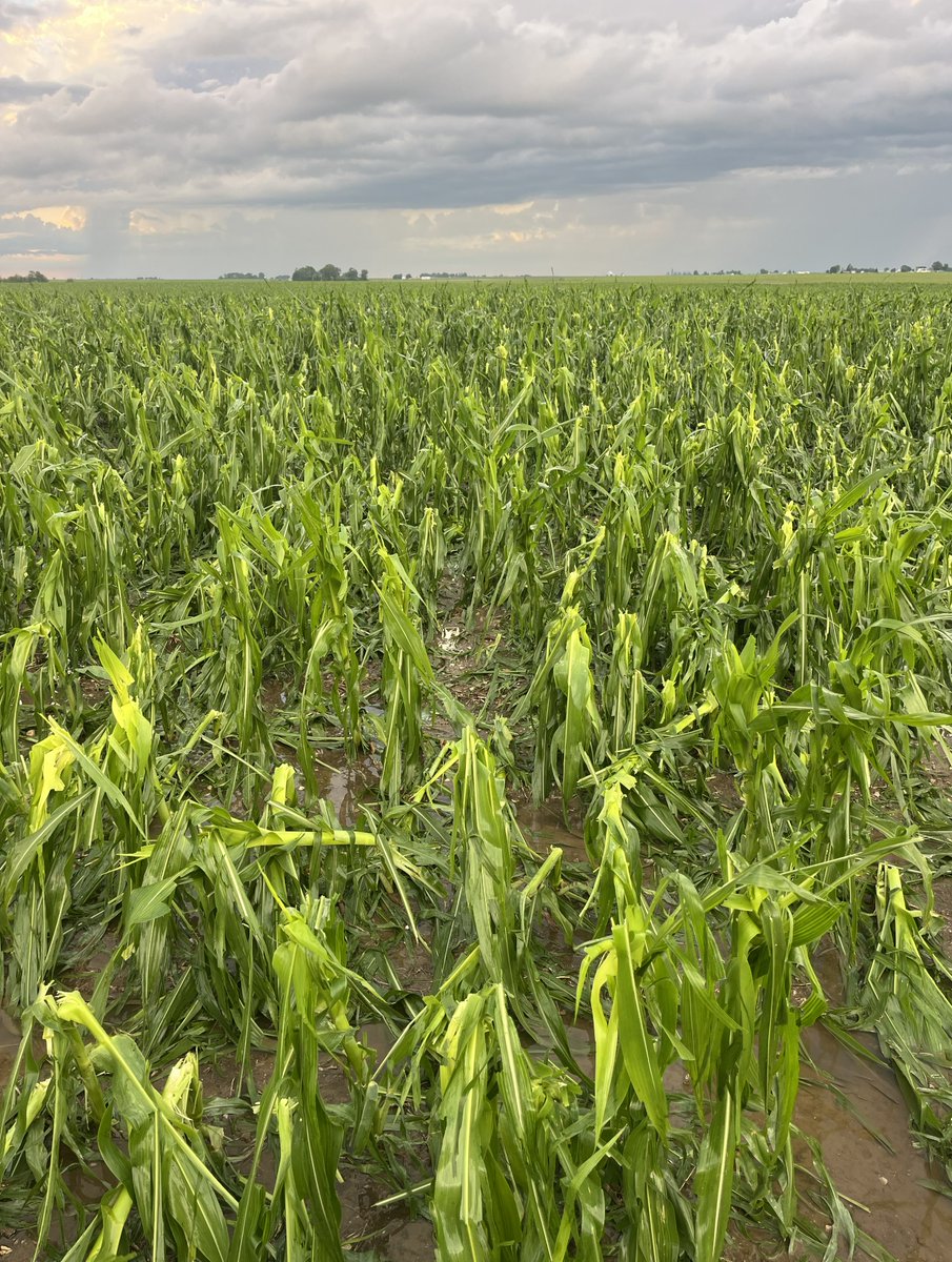 Crop-Tech Consulting tweet media