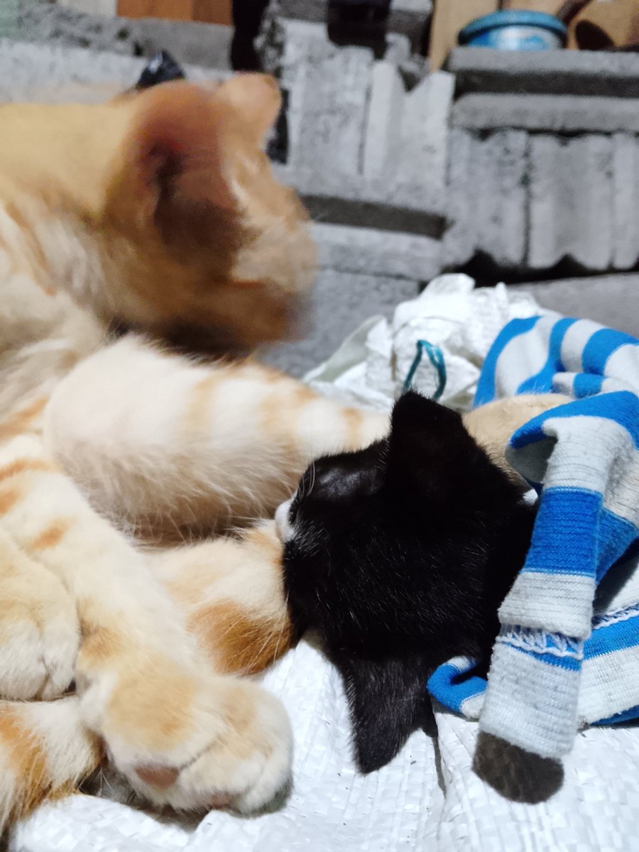 apaseihh's tweet photo. Spi cik anaknya si Cika cik. Dan ya malah nyusul emaknya. Aku kehilangan 3 kucing sekaligus dibulan Juni 2026 ini☺️. Maafin aku ya sapi cik seandainya aku jagain kamu dan tidurnya dikandang mesti kmu ga kayak gini. https://t.co/DDjDRfByUy
