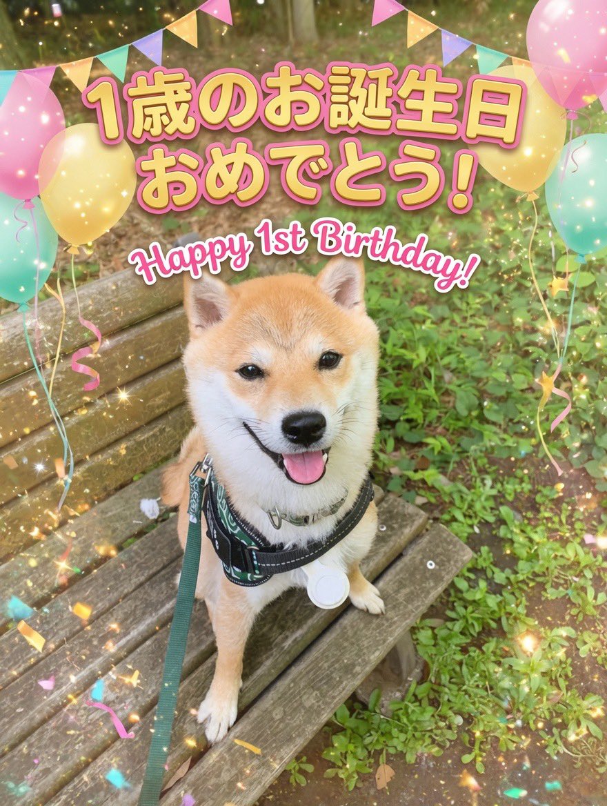 豆柴豆吉🐾1歳 tweet media