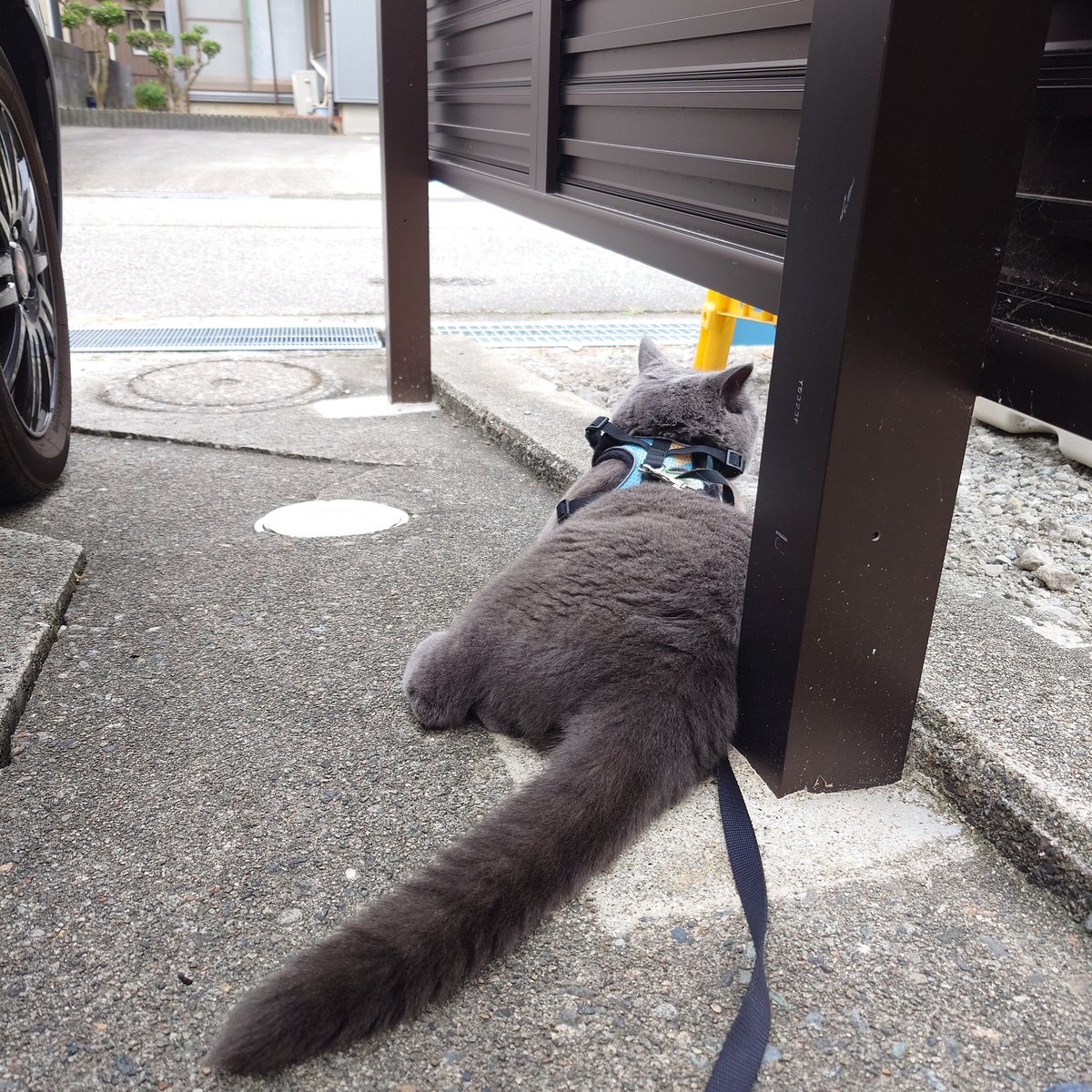 usagi1111's tweet photo. おはようございます☁
相変わらず4時丁度に目が覚めてしまいます。
5時から猫の「散歩連れてけ」コールが凄くて、近所に迷惑かける訳にもいかず、今散歩させてます。
動かすじっとしてくれてるので助かってます。
眠い(=_=) https://t.co/RVsR78kmN5