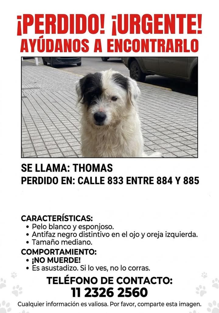 jimenadequilmes's tweet photo. Si alguien está reteniendo a THOMAS, COMUNICARSE POR FAVOR!!!💞 SU FAMILIA LO ESTÁ BUSCANDO!!!🙏🥹💓 Desde ya, muchas gracias!!!🐶🤗❤️ #Quilmes #VillaLaFlorida #PerroPerdido https://t.co/pHD9kJW1NF