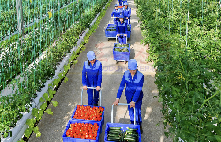 kimileyegenleri's tweet photo. KDHC'nin Sinuiju Sera Kompleksi'nde başlayan sebze hasadından görüntüler. 
Footage of the vegetable harvest getting underway at the Sinuiju Greenhouse Complex in the DPRK. https://t.co/i1GVYBlWr6