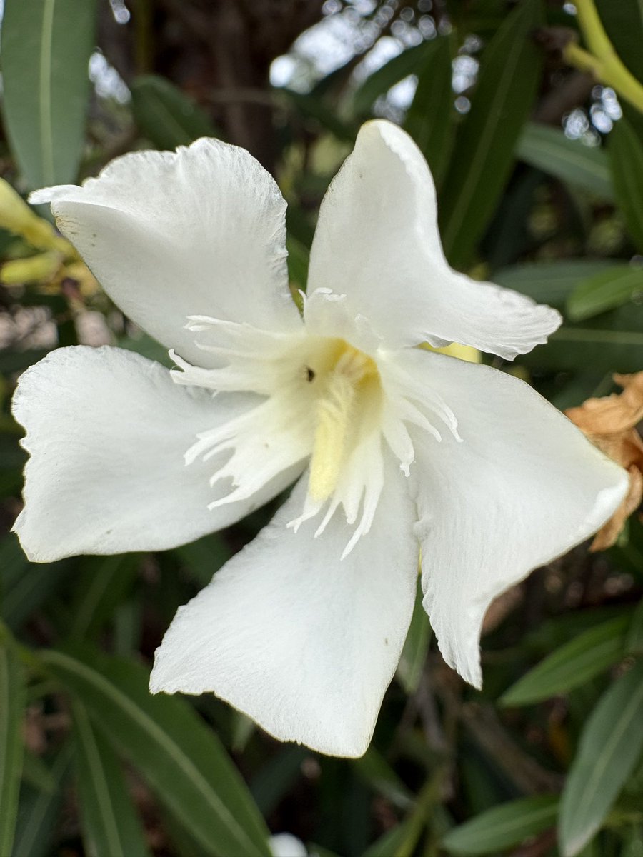 memorydrum's tweet photo. @Sam_Alexandra23 Flowers in Dénia https://t.co/NQIYU5Nad6