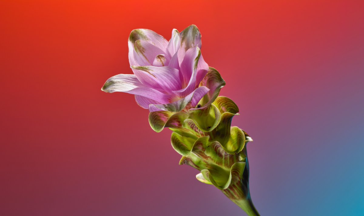 TakaoTsushima's tweet photo. Curcuma/クルクマ/ウコン属
TOYOView + PhaseOneP25 + FUJINON250mm f22(+1/2) 1/125s ISO100
#Flowers #PhaseOne #PhaseOneP25 #大判カメラ #TOYOView #トヨビュー #FUJINON #Curcuma #mediumformatdigital #mediumformatdigitalback #mediumformatdigitalphotography https://t.co/LpyZKsjVK0