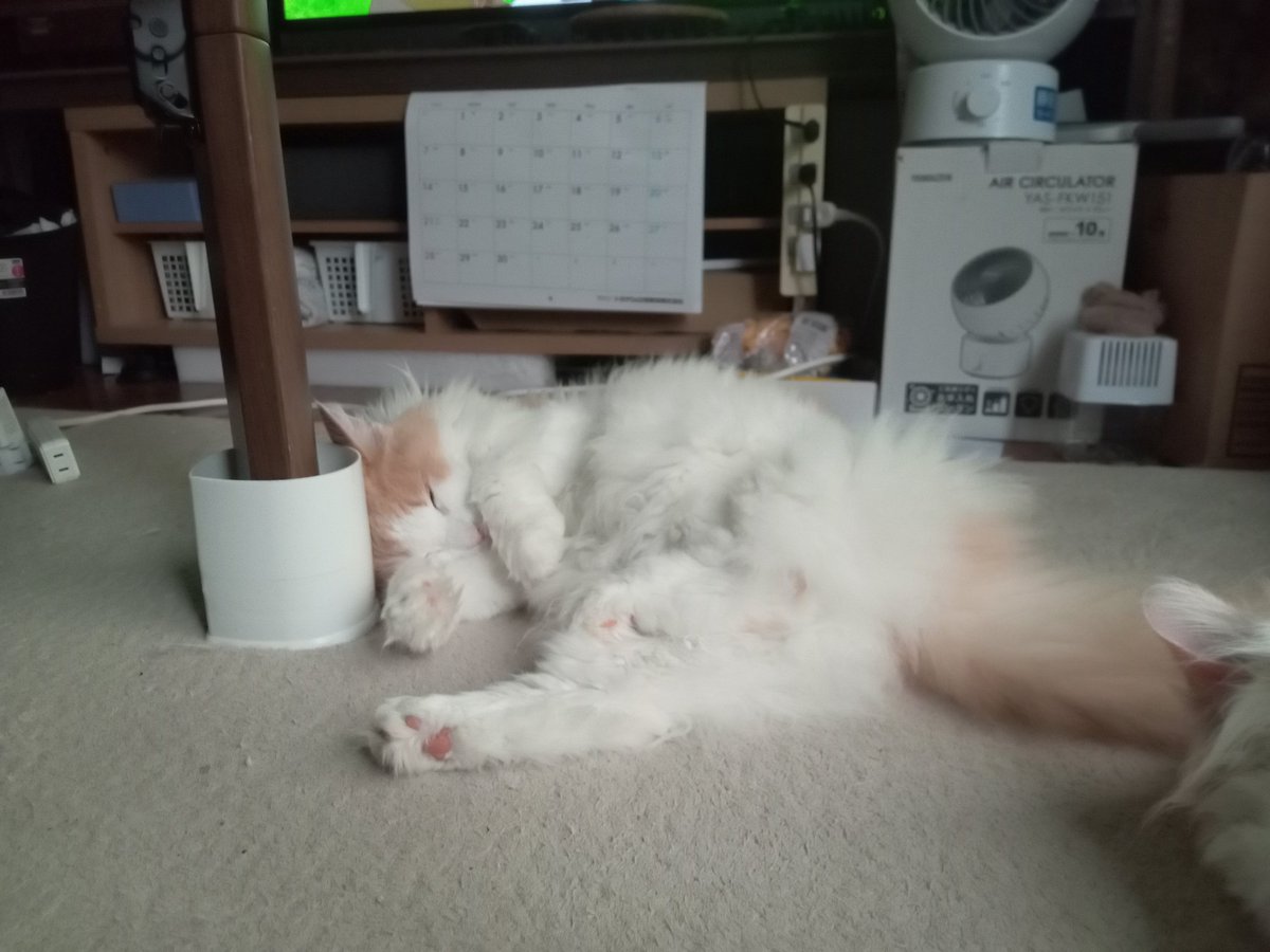 O2QTNXquSk86efE's tweet photo. #ノルウェージャンフォレストキャット
 #猫とくらし 
 #猫との幸せ
朝から隣で爆睡中 https://t.co/6La8qNngoz