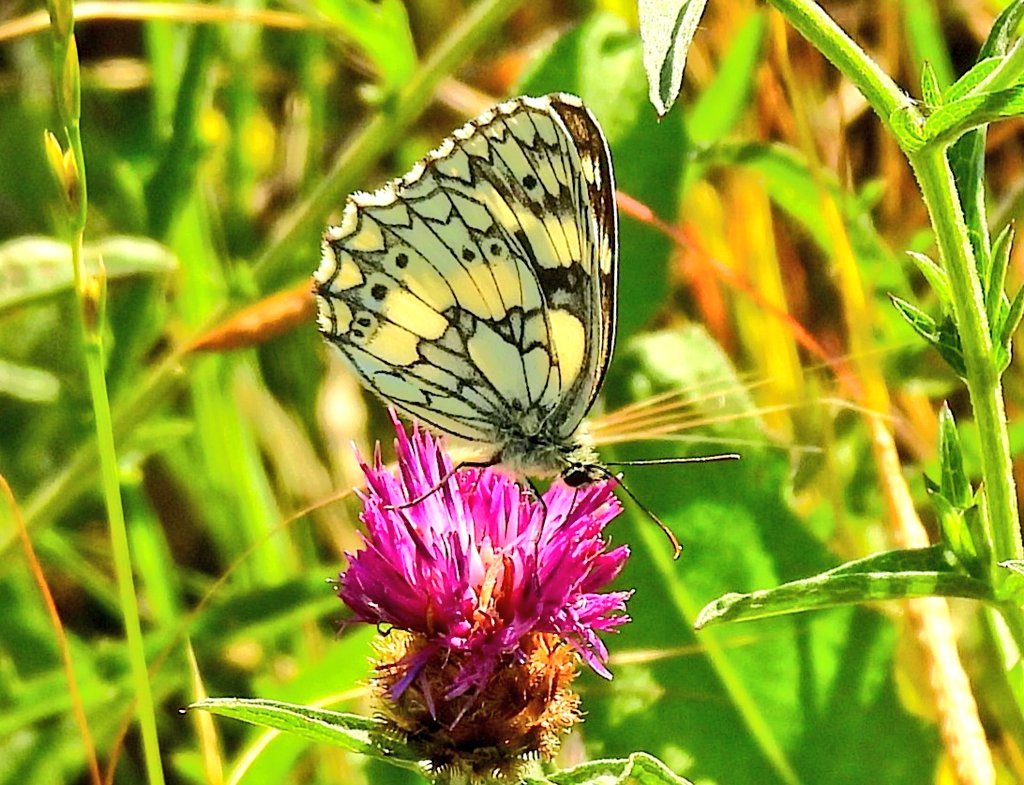 Apaturailia15's tweet photo. Marbled White in Gillespie Park, North London late this afternoon @savebutterflies Highly ornate and seemingly more widespread with each passing summer @SaveLeaMarshes @KissimmeeWild @Britnatureguide https://t.co/C7EtuXWn1s