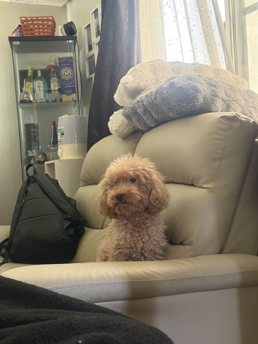 _hiro_14's tweet photo. 無視してたらすねた犬 https://t.co/ZSylFt3vsJ