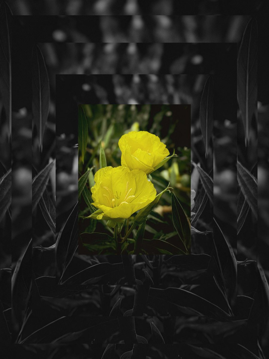 MatiolaScent's tweet photo. The yellow flowers are mine, the image was made with the help of inshot app. 🙌🍀
#YellowFlowers #FlowerPhotography #NaturePhotography #Botanical #Flora #FlowersOfX #InBloom #NatureLovers #Blossom https://t.co/12Ygci4XXB