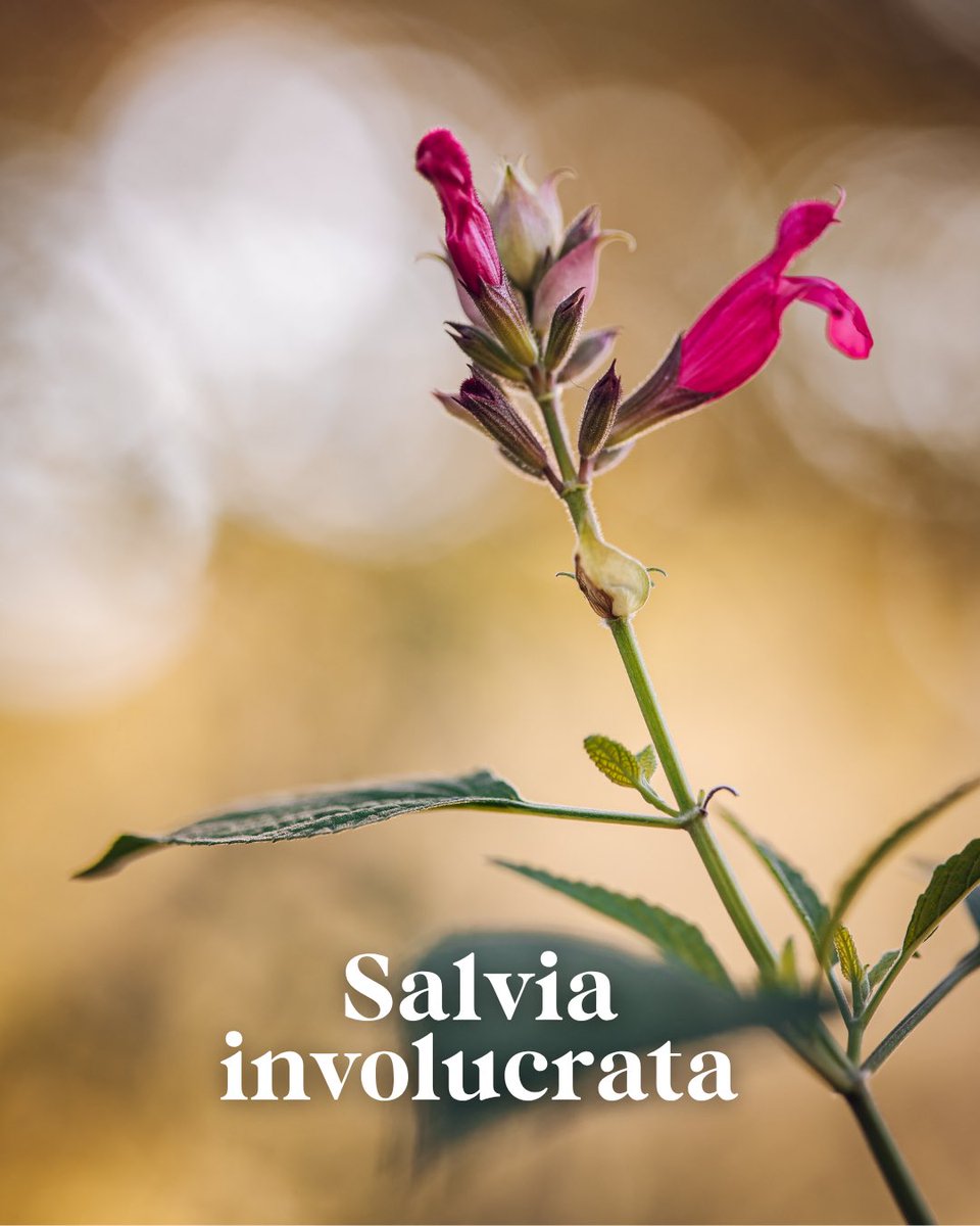 BotanicoCBA's tweet photo. Salvia involucrata 🌸

Originaria de las regiones montañosas de México, esta especie destaca por sus intensas flores rosadas y sus llamativas brácteas, que le aportan un gran valor ornamental en jardines y espacios verdes. https://t.co/6RP3vUczCT