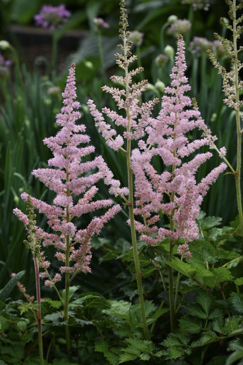 heltune's tweet photo. アスチルベ。地植えだけど水じゃばじゃばやる方が機嫌が良いようです。

Astilbe 'Sister Theresa' https://t.co/XnRd3lyXyV