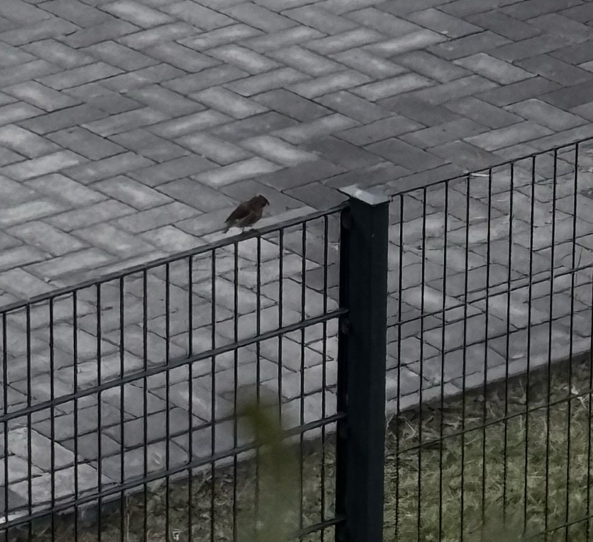 killnizzo's tweet photo. saw this little bird today he sat there for an hour alone on the fence https://t.co/oBzQVy9qjo