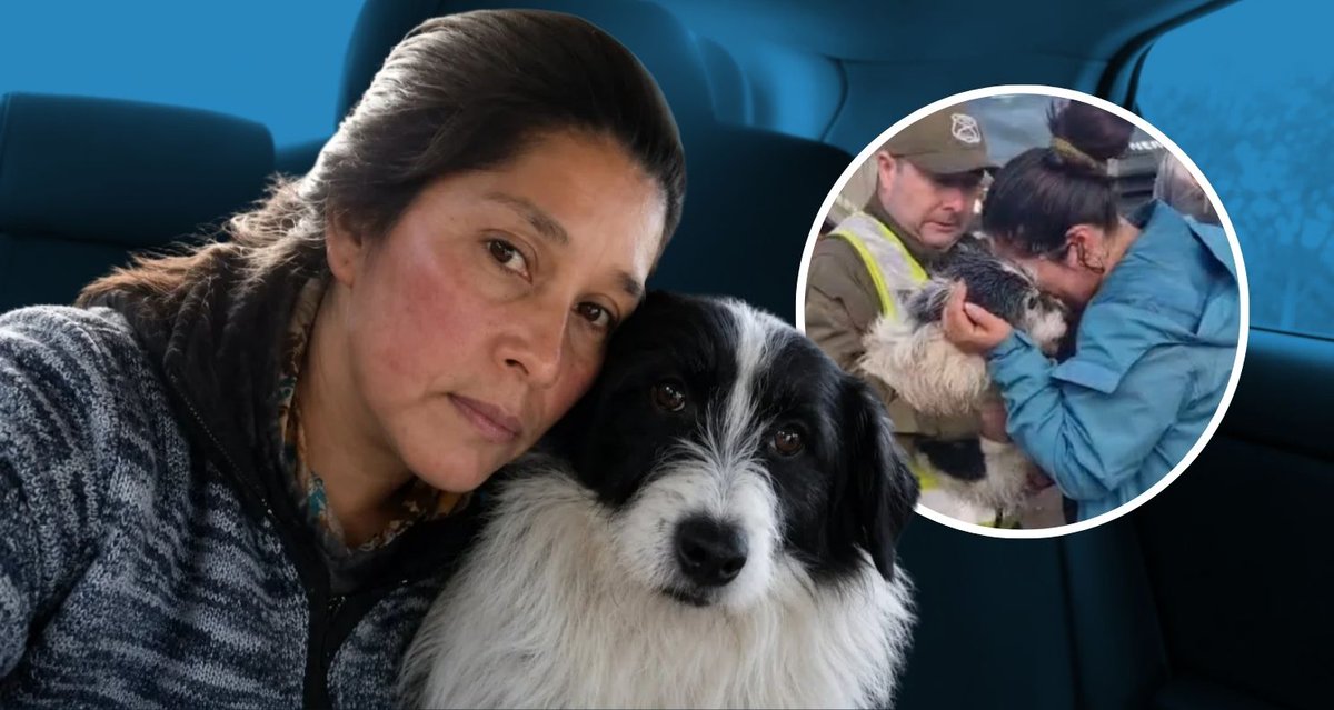 chvnoticias's tweet photo. Cheme, el perrito héroe de Chiloé: Nunca abandonó a mujer tras cinco días perdida en un bosque

Más detalles acá ➡️https://t.co/3VvQP9X10I https://t.co/OhT8p4iimy