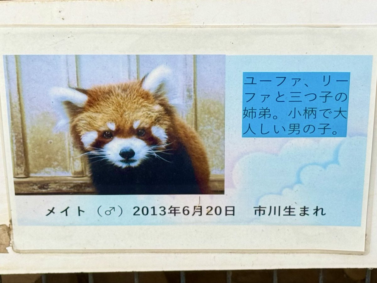 Edogawa_animals's tweet photo. 誕生日おめでとう🎉
メイト🐻
ユーファ🐻
リーファ🐻
#HappyBirthday🎂
#レッサーパンダ
#市川市動植物園 https://t.co/d8t6wtPMav