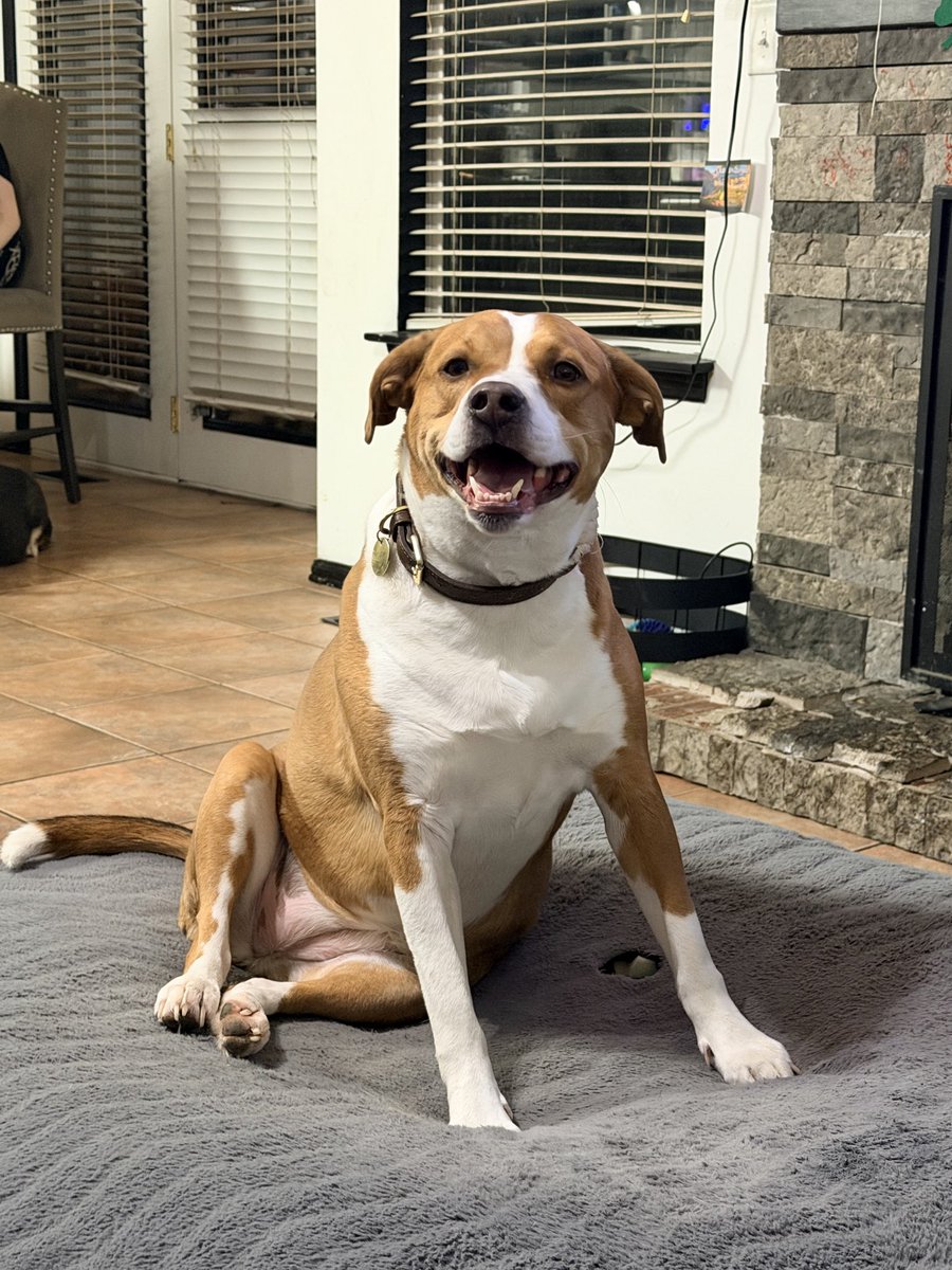 TheMarcusMoreno's tweet photo. @BucketJonBets My pretty lady, Sansa! https://t.co/2KTSN1y16P