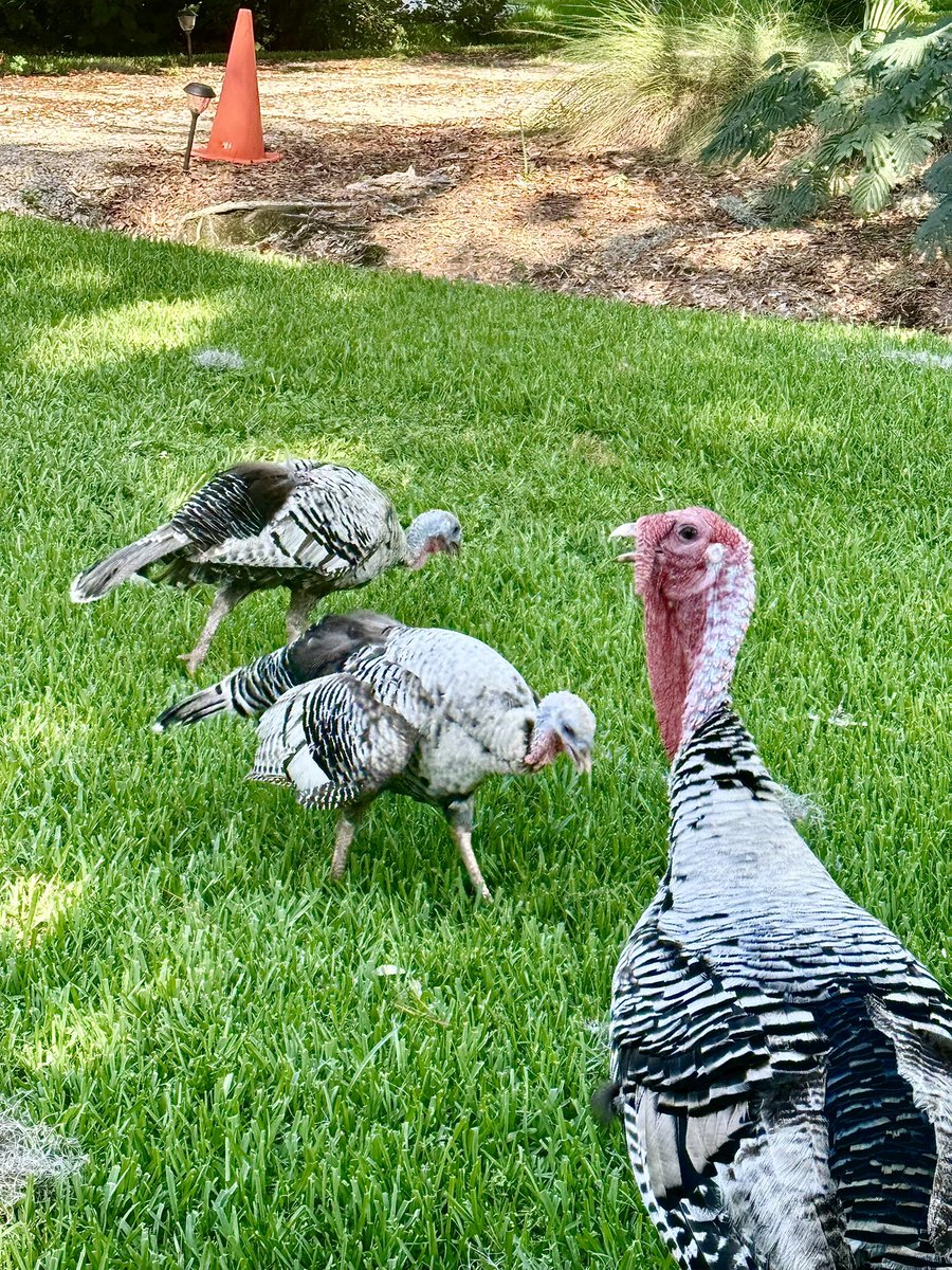 DirrtySunshine's tweet photo. @WWLTV wild turkeys on Jackson Ave on the mandeville lakefront today! Wondering if they were blown in from the storm. They caused quite a traffic jam! https://t.co/eIeHcSSi6Z