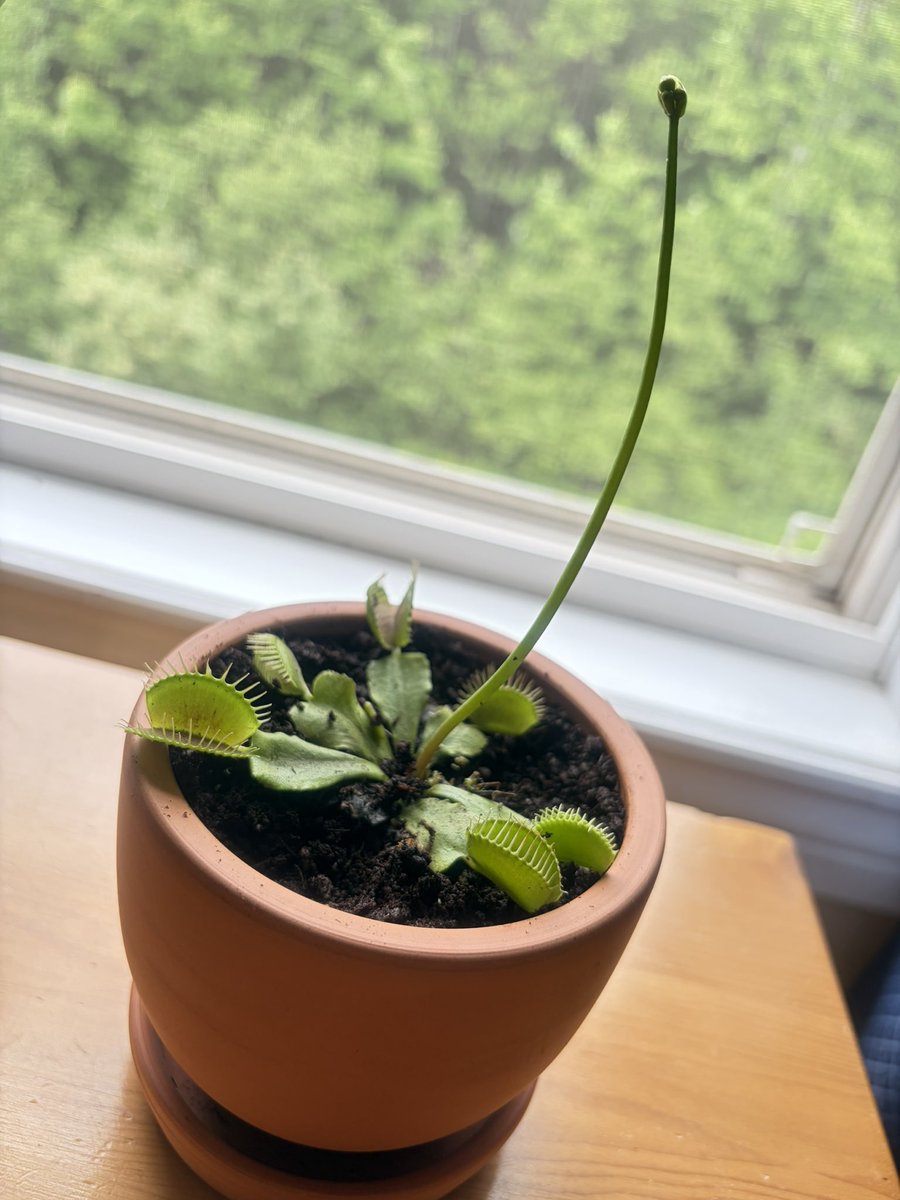 Chefstevewilson's tweet photo. Went to the garden centre to buy a cactus… left with a Venus Flytrap 👀🤩and some other plant 🤷🏻♂️
I can’t have pets so plants it is!
#VenusFlytrap
#FeedMe https://t.co/XsJTW5i1fk