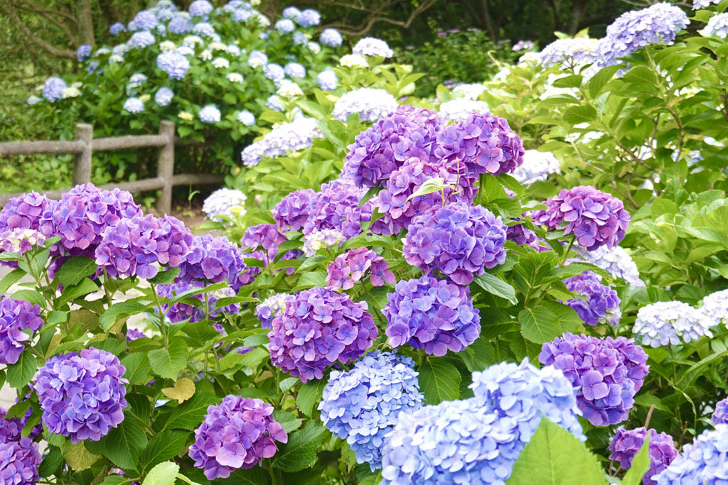 Junko_Freeworld's tweet photo. おはようございます！
2026年6月20日 土曜日 今日曇り空☁️
昨日の夏日🌻から打って変わり…梅雨空に
戻ってしまいましたぁ〜これから雨☔が
降る予報です^ ^ そのせいか🤔気温も下がり風が心地よいです🤗梅雨には梅雨の日の楽しみ方があるので、気持ちを上げて楽しい土曜日を過ごしていきましょう🌺 https://t.co/DmEFuyIB0M