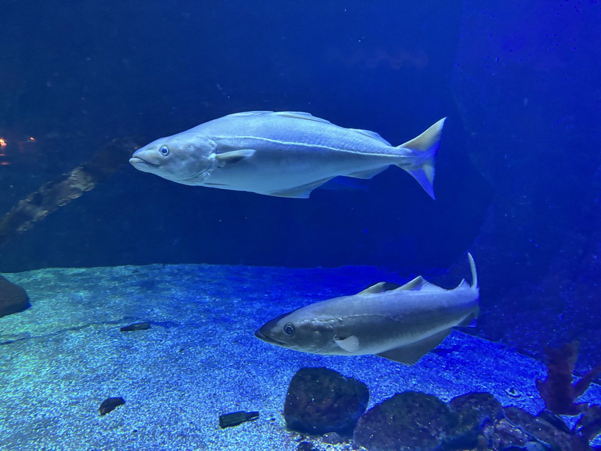 zosterarium's tweet photo. この中層で遊泳している太ったスギみたいな魚はなんだ、と思ったら、背鰭3つあるしタラだった
Pollachius virensかな
Saitheと呼ばれていた https://t.co/4iisrC1HtE