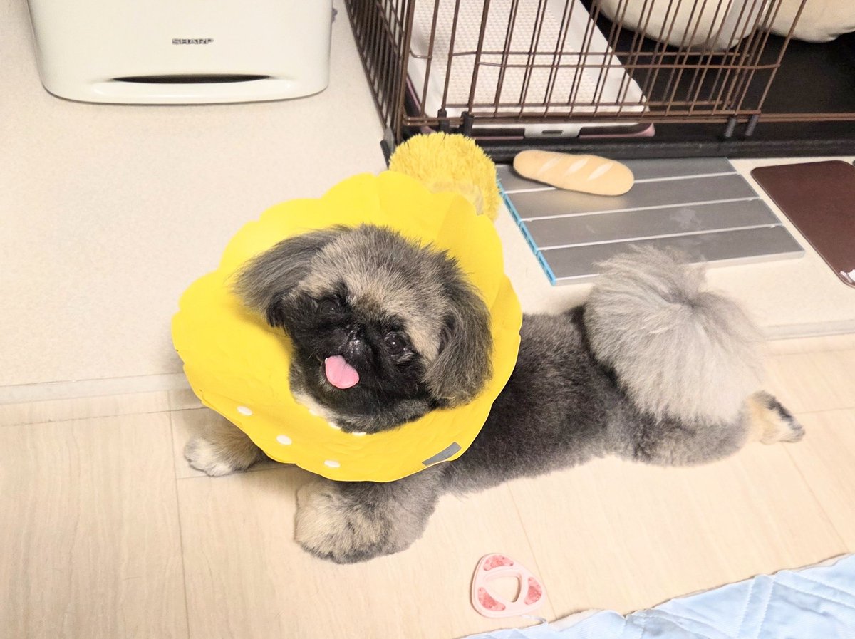 wanchansenyou's tweet photo. おはよ～😃
最近👅が横に出てる事が増えたなぁ。 https://t.co/0RBrQUJNkF