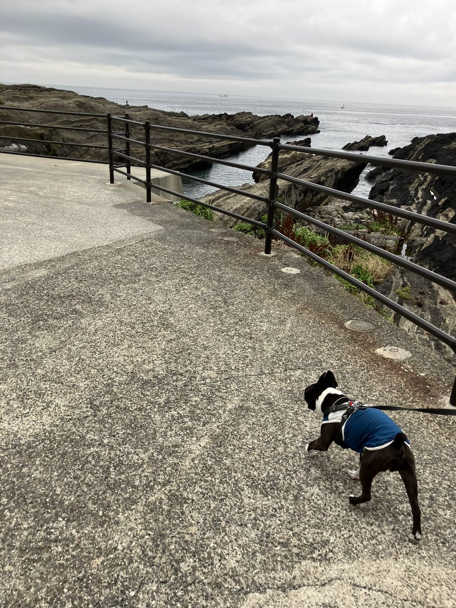 chie_damon's tweet photo. 週末散歩　神奈川県
日の出前は涼しかったけど今は蒸し暑い
城ヶ島で朝散歩
ソルは相変わらず鯉を探してるw
海にトンビがいると必ずソルが獲物になるか見にくる
今日のトンビは脚の筋肉凄くかなり近くまで来た🥶
ソルは磯で元気に歩き回りかっちゃんはついて行けまへん😐 https://t.co/rz0JdrAWhV