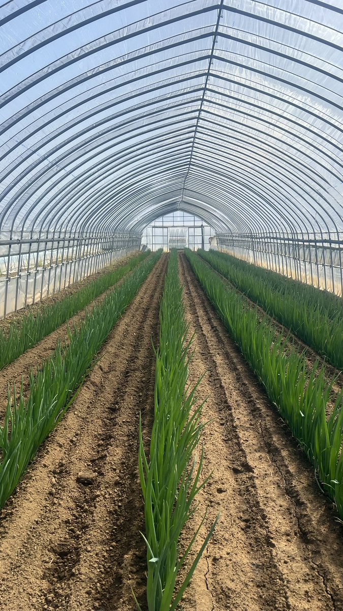 hagefarmer's tweet photo. ハウスネギの軌跡 https://t.co/UWGTTB77Cf