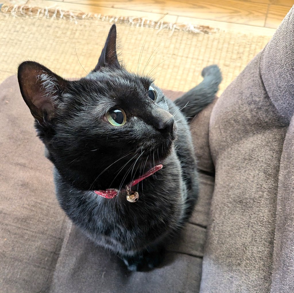 黒猫のはな tweet media