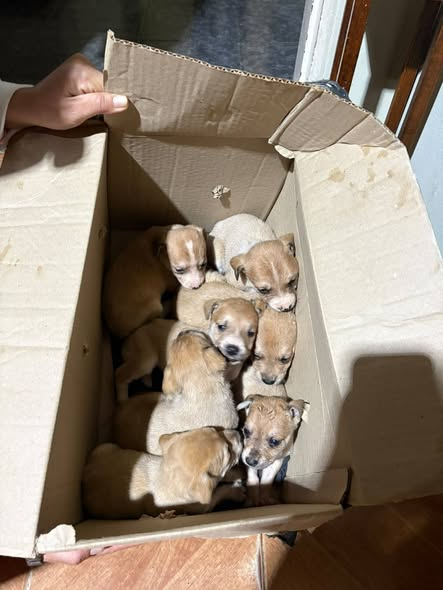 XxiJusticia's tweet photo. Geste insensible los abandonó 
Grand bourg  
Los llevaron a la veterinaria "LA MASCOTA" https://t.co/BKsar2F427