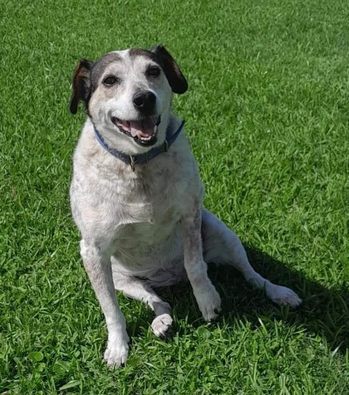 exagereando's tweet photo. Hoy hace 5 meses que cruzaste el arco iris y te extraño y te lloro mucho mi charrúa hermosa. #Peki https://t.co/Er1oy3Qoui