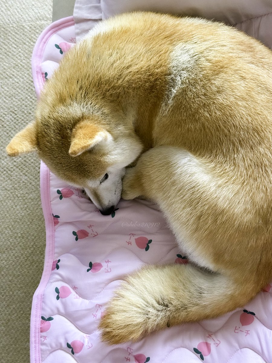 柴犬もも (@shiba210912) / Posts / X