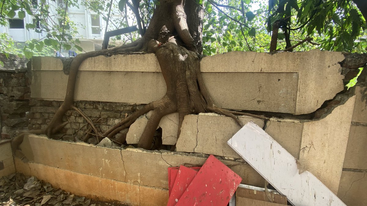 PR4N4Vs's tweet photo. Dear @mybmc @mybmcwardKW this tree’s roots have severely damaged the compound wall and pose a serious safety risk to residents and passersby. The wall is cracked and partially collapsed due to root growth. Request immediate action Location Railway colony irla Vile Parle West https://t.co/DxHww1gITq