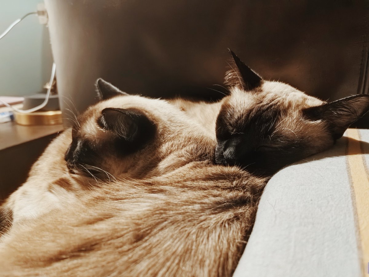 Guzel12765376's tweet photo. Nothing beats coming home to a wagging tail u0026 warm purrs—our fur babies turn ordinary days into happy ones https://t.co/ksTHCWfzoX