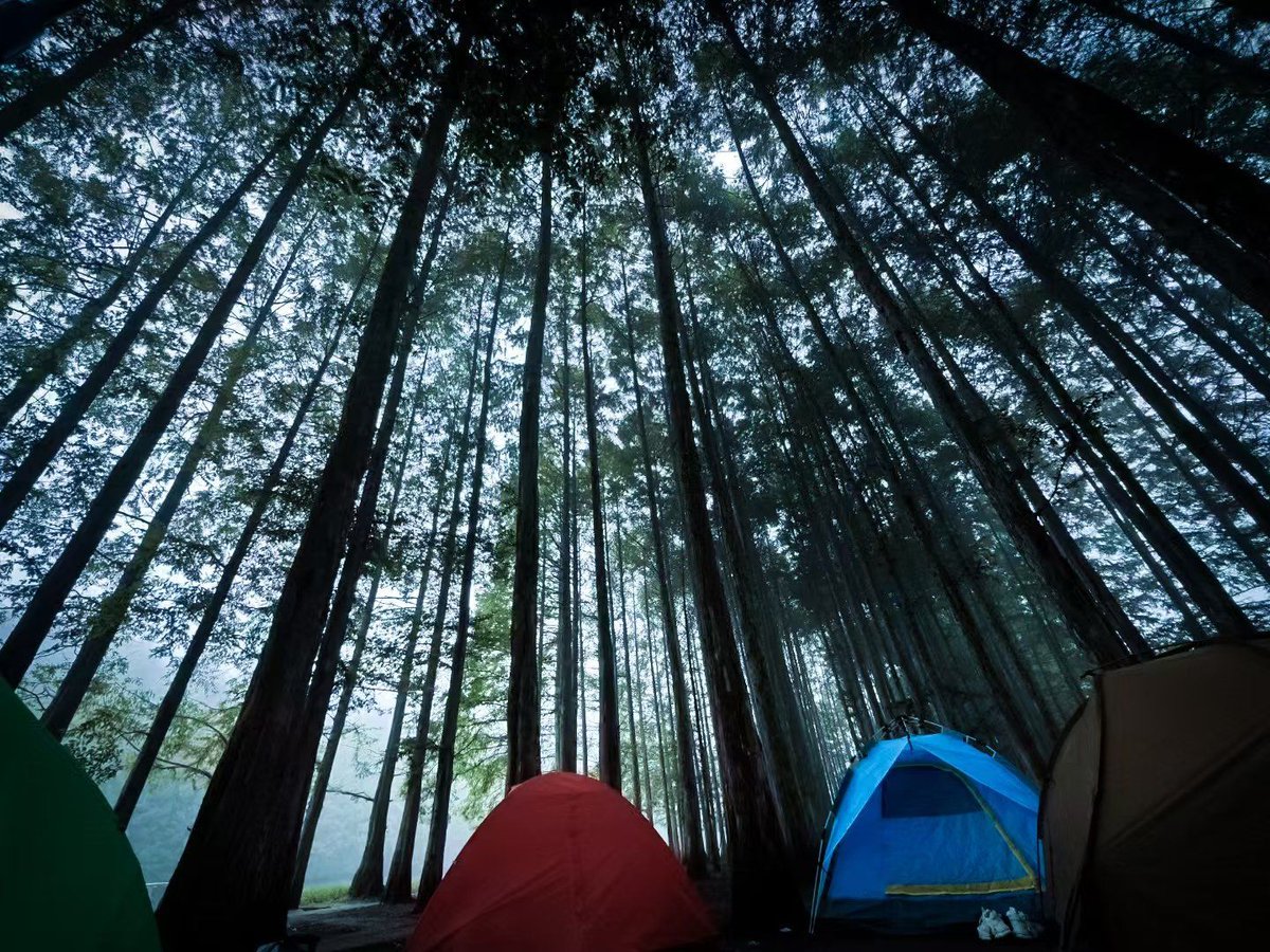 LloberaJose's tweet photo. Just returned from 2 days wild camping in the pine woods! Woke up to sun filtering through trees, sipped hot cocoa over a crackling fire, and saw a shooting star last night. This is the kind of slow, perfect reset I needed. https://t.co/yRCa3SSuYL