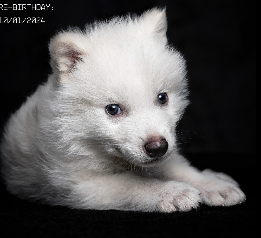 SmolWolfo_'s tweet photo. His name is Mikhail, he was ‘rescued’ from Hel and was given quite literally a second chance at life. 

So you know how orange cats have the collective braincell? Well since he’s the last dire wolf.. that braincell isn’t going anywhere.. unfortunately it’s his only one. 

#MVRP https://t.co/QiqCS2pXn8