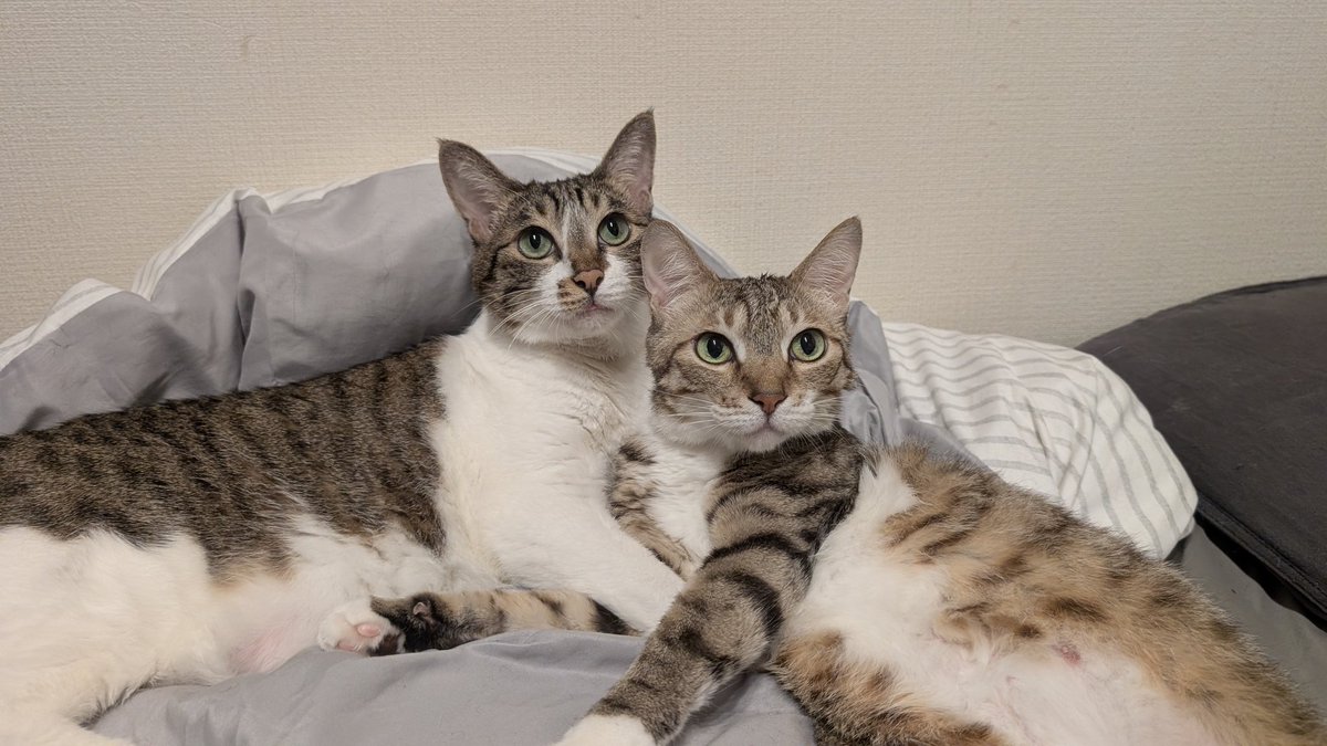 blue_noracat's tweet photo. 早くこうなってんの見たい  ずっとずっと見ていたい https://t.co/TZBSU8cy9Z