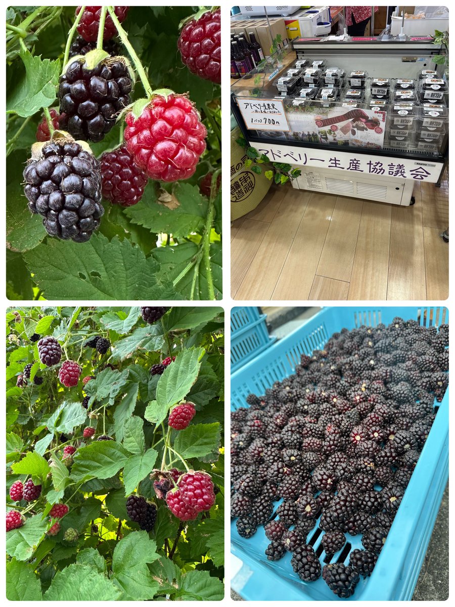 lisnap_doi's tweet photo. 高島市の名産品

＼アドベリー(ボイセンベリー)／

の収穫に参加させてきた��！
涼しい朝5時集合で笑

アントシアニンや葉酸が豊富で抗酸化にも期待できるよ！

明日6/21(日)は
道の駅藤樹の里あどがわで
「2026アドベリー収穫祭」が開催
されます！
是非ドライブがてら高島へおいでや！おっきん！ https://t.co/WxubpckwPS