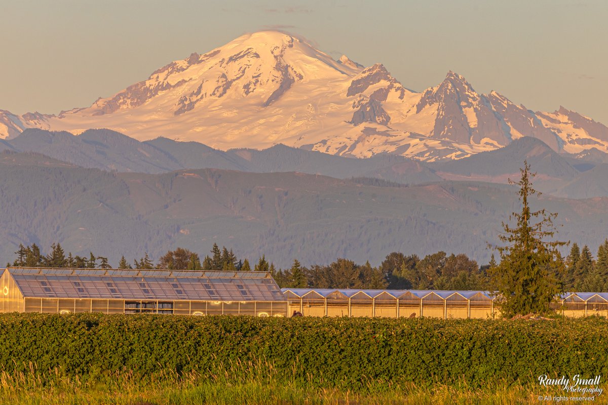 RandySmall's tweet photo. An avalanche of raspberries is about to hit Whatcom County! Tonight, Mt. Baker "sits" over top the up-and-coming raspberry crop!
Whatcom County, WA
#mtbaker #pnw #whatcomcounty #wawx https://t.co/iZOc3zr6kw