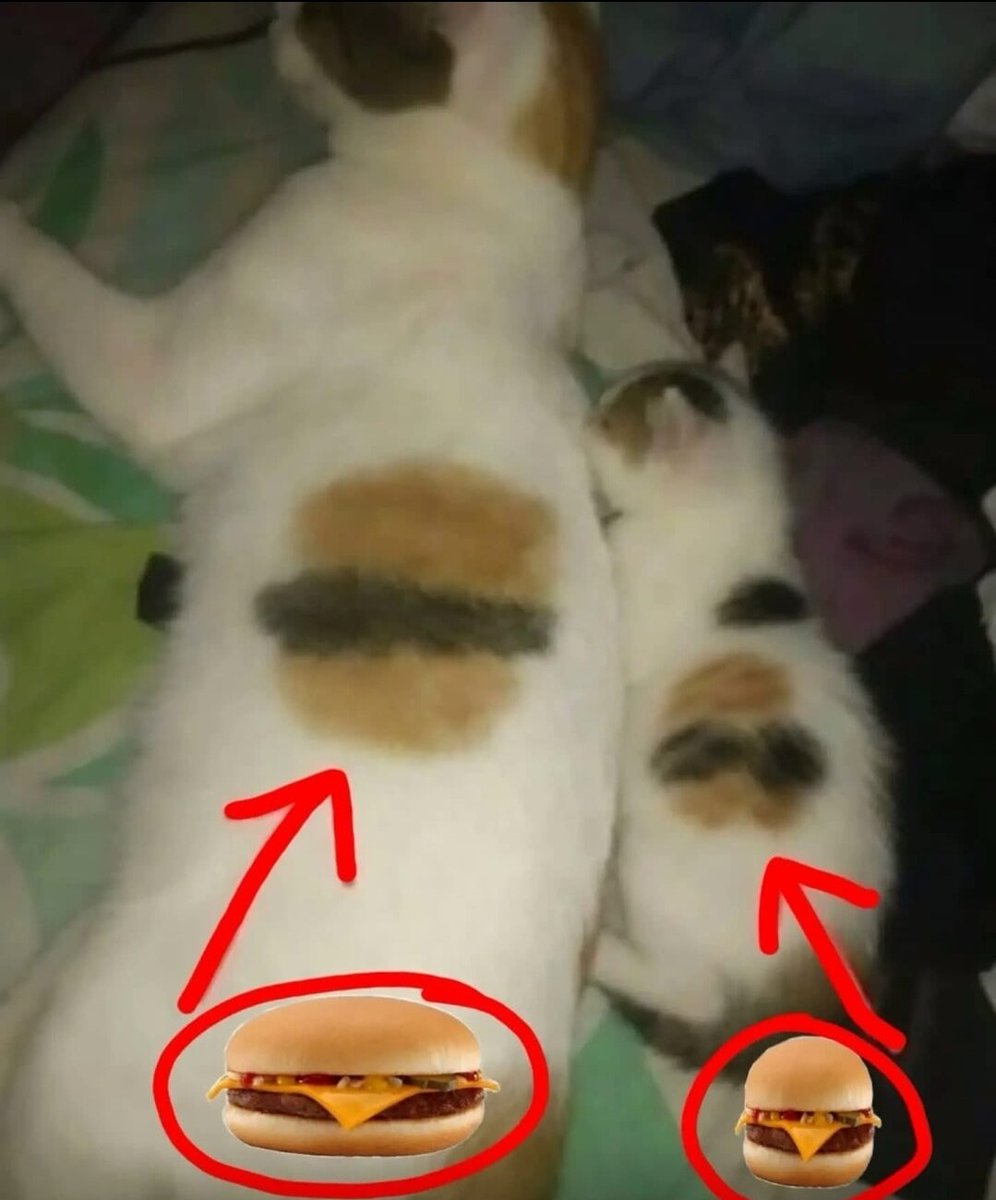 Catsillyness's tweet photo. https://t.co/UftaJ9jAAX